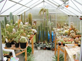 Blick ins Gew�chshaus